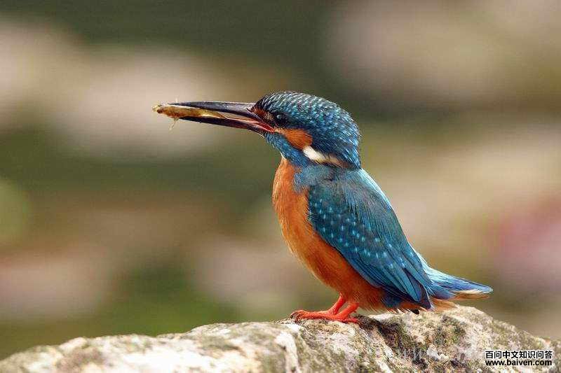 ��������ͼƬ