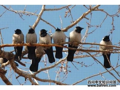 �����ﺮѻ