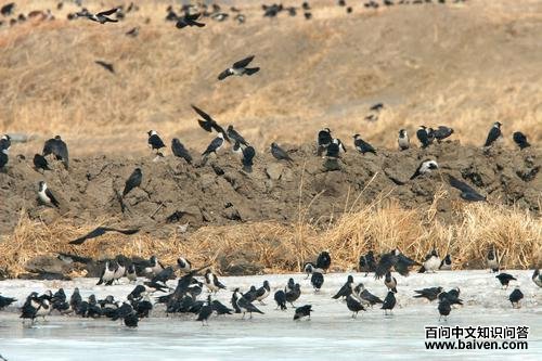 �����ﺮѻ