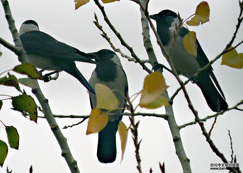 �����ﺮѻ