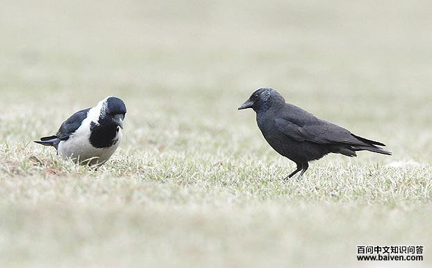 �����ﺮѻ������������ң�