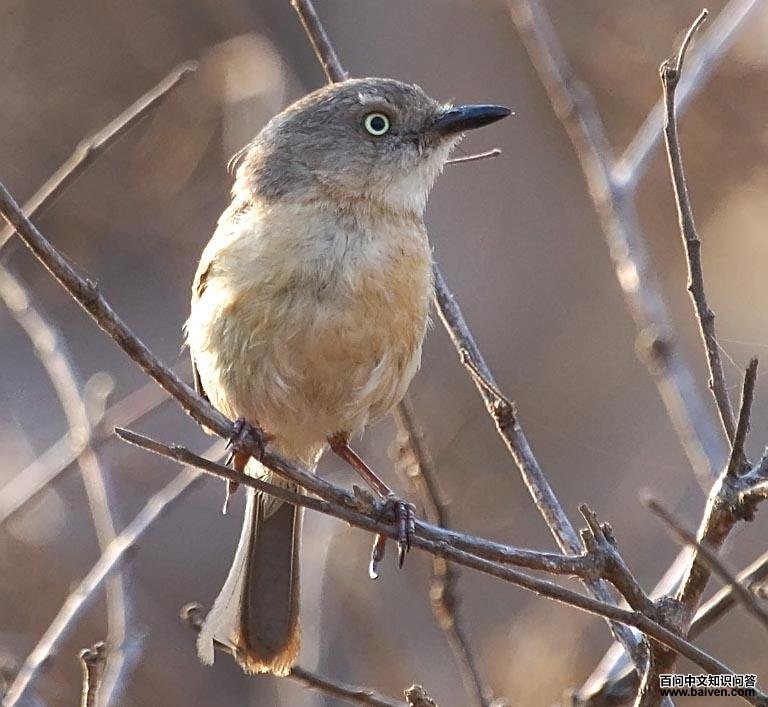 ��ţ��ݺ��ͼƬ