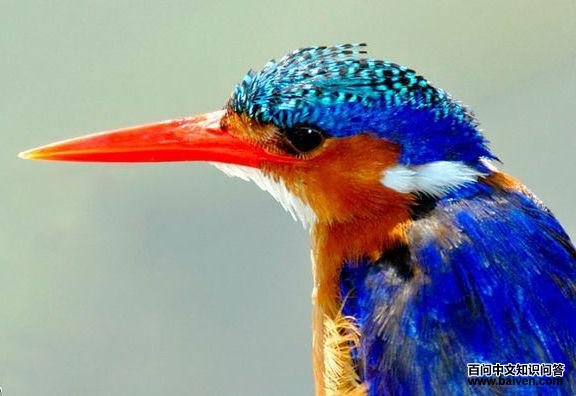 ����Ƶ�ͼƬ