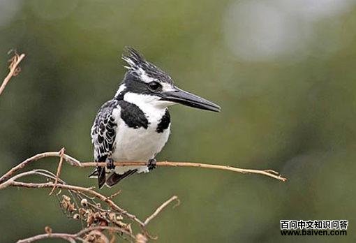 ����ƣ����㹷