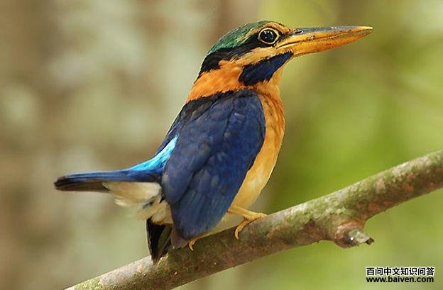 ����ƣ��������