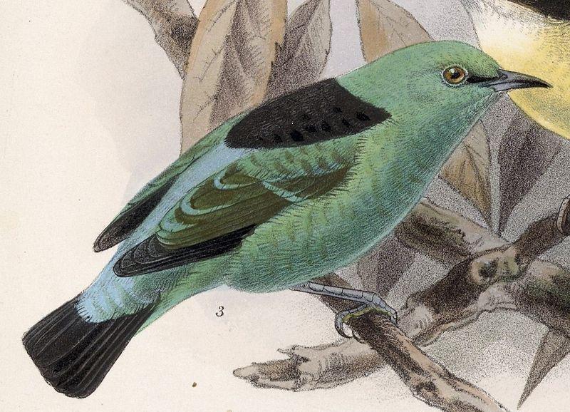 ����׶��ȸ��ͼƬ