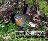 �׺�������