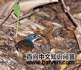 ���ش�����