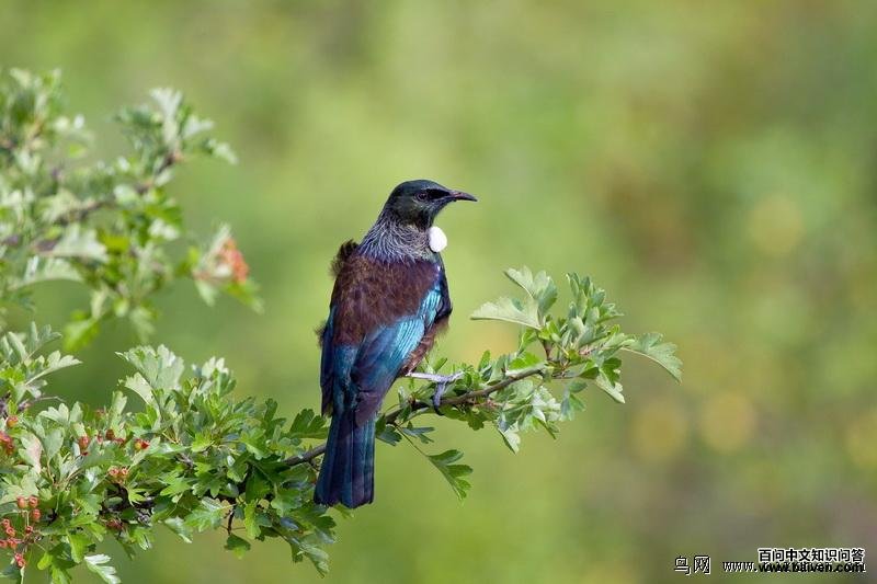 ͺ���������������������࣬���ߺ�ʯ��