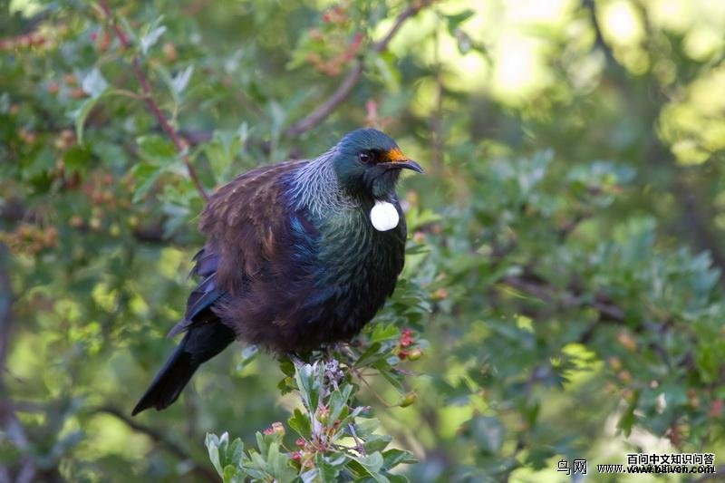 ͺ���������������������࣬���ߺ�ʯ��