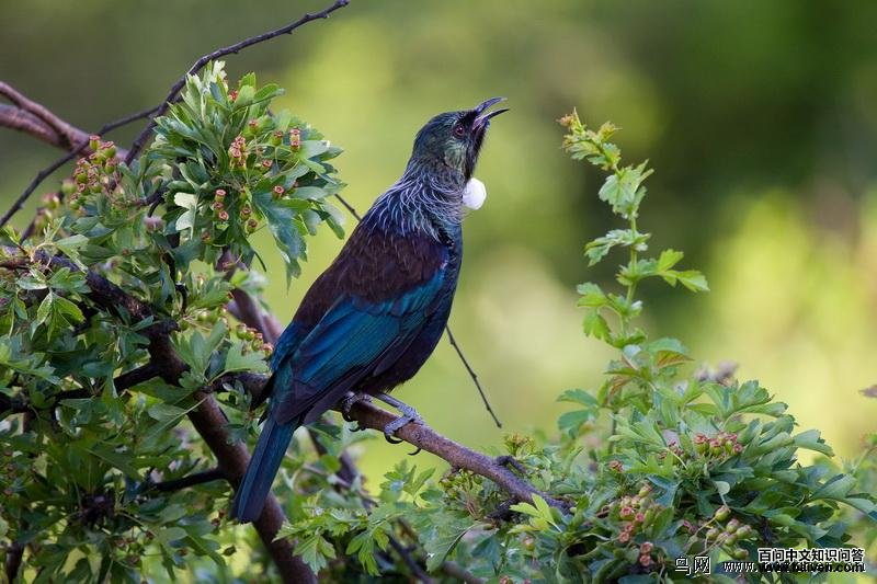 ͺ���������������������࣬���ߺ�ʯ��