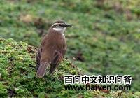 ���춶β��ȸ��ͼƬ