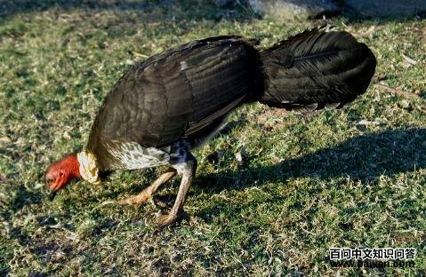 丛冢雉 丛冢雉的图片