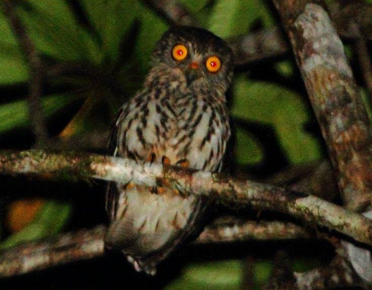 丛鹰鸮 丛鹰鸮的图片