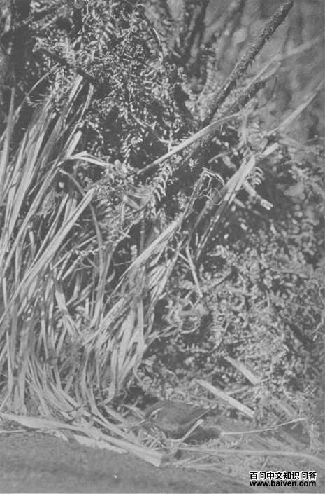 �����ӵ�ͼƬ