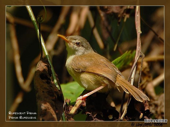 ����ɽ��ݺ