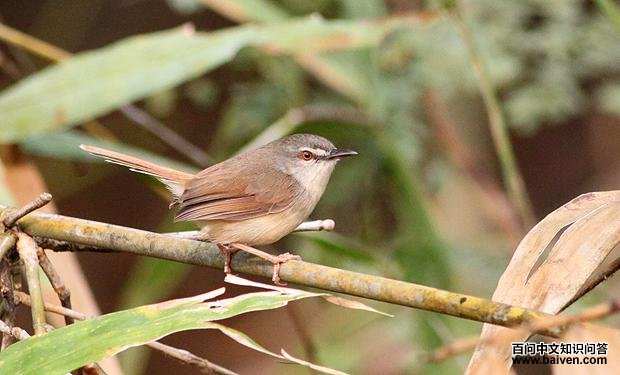 ����ɽ��ݺ��ͼƬ