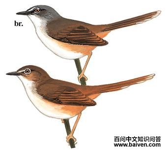 ����ɽ��ݺ