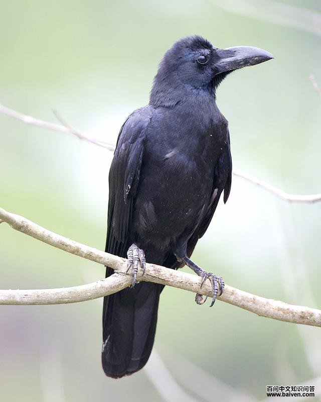 丛林鸦 丛林鸦的图片