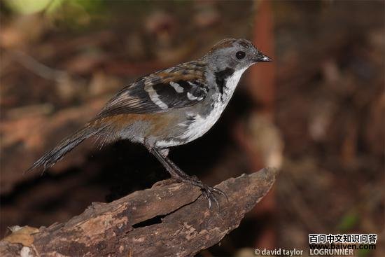 刺尾鸫 刺尾鸫的图片