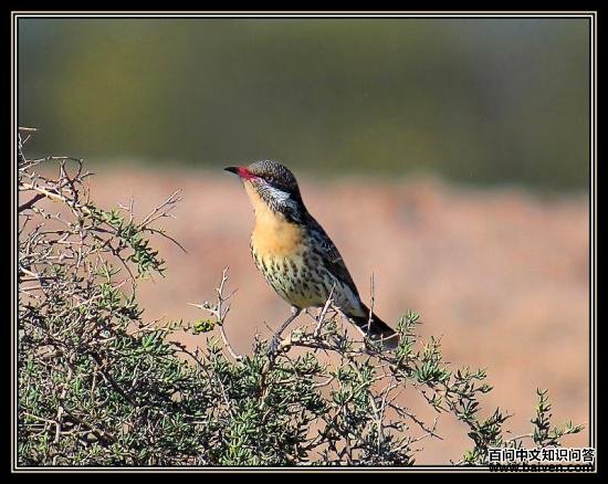 �̼մ�����