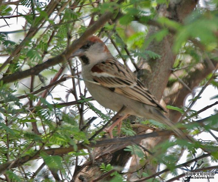 ������ȸ��ͼƬ