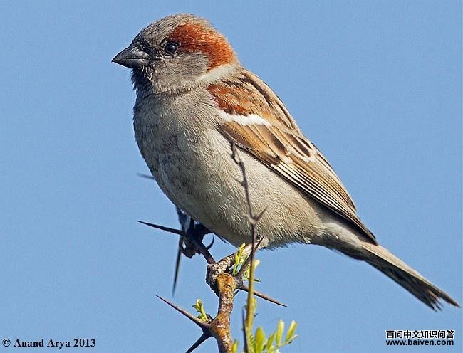 ������ȸ