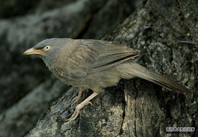 丛林鸫鹛 丛林鸫鹛的图片