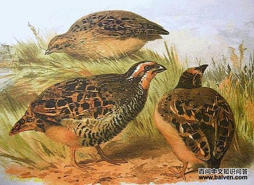 丛林鹑 丛林鹑的图片