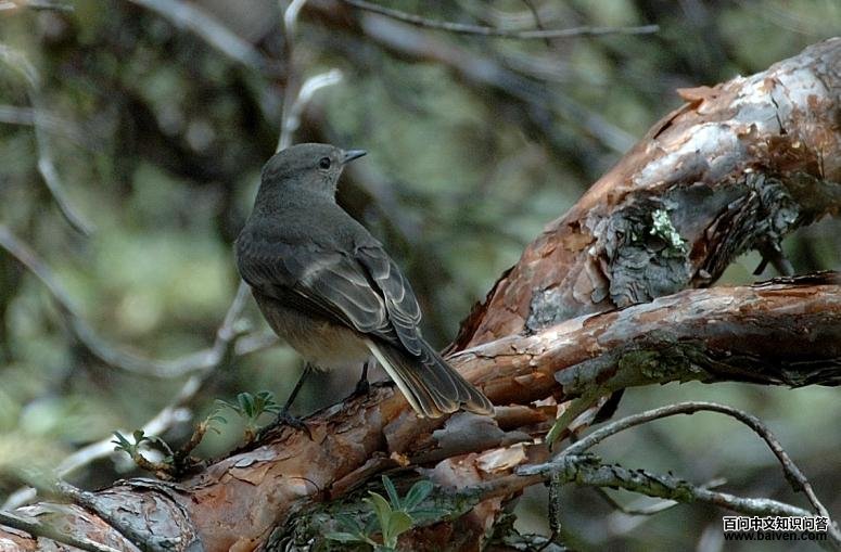 丛霸鹟 丛霸鹟的图片