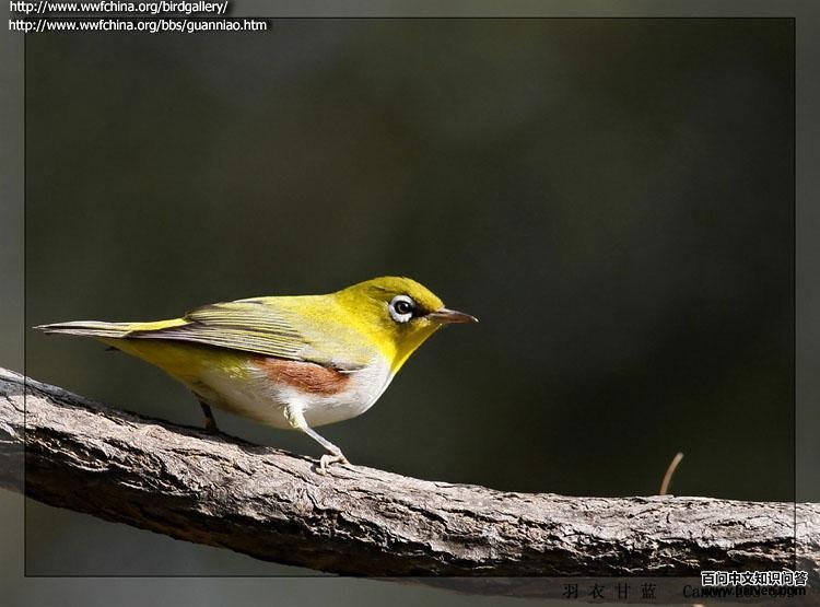 ��в��������в��ɫ