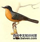 ��ɫ�̻���