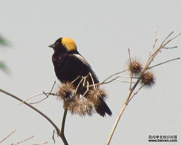 �̸�ȸ��ͼƬ