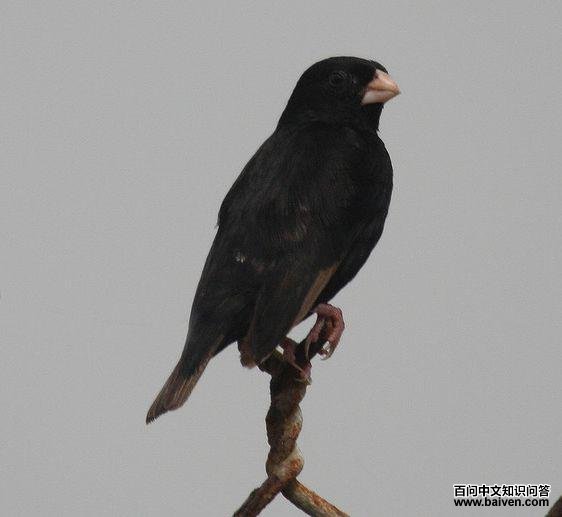 ��ά�����ͼƬ