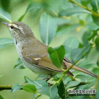 暗绿柳莺 暗绿柳莺的图片