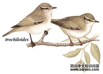 ������ݺ