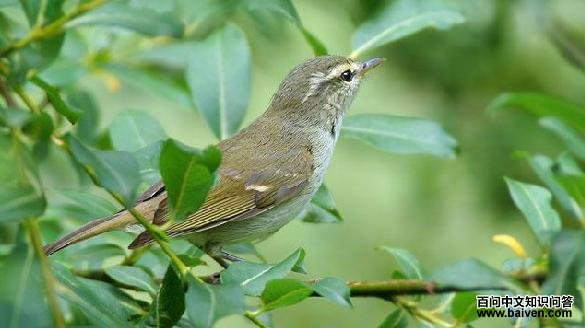 ������ݺ