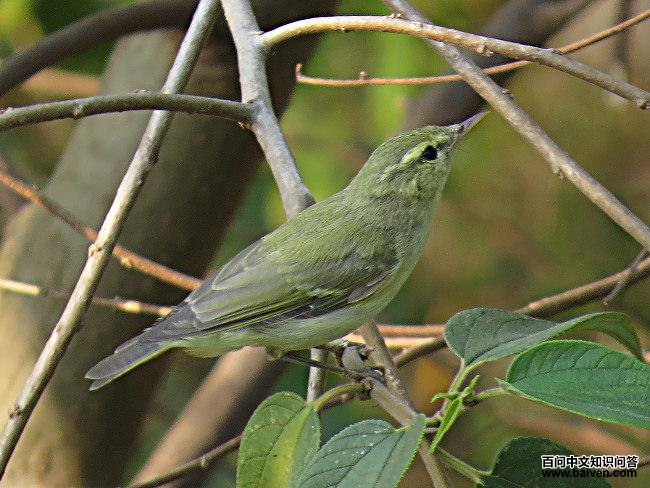 ������ݺ