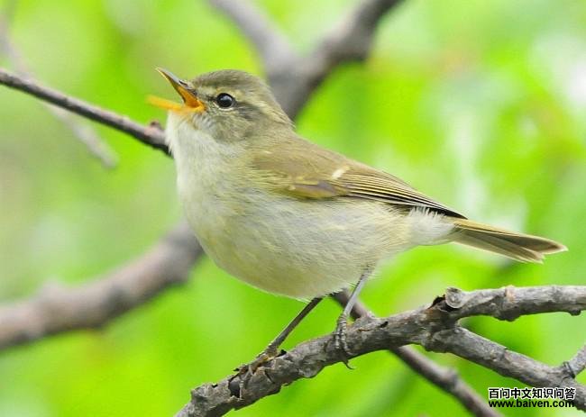 ������ݺ