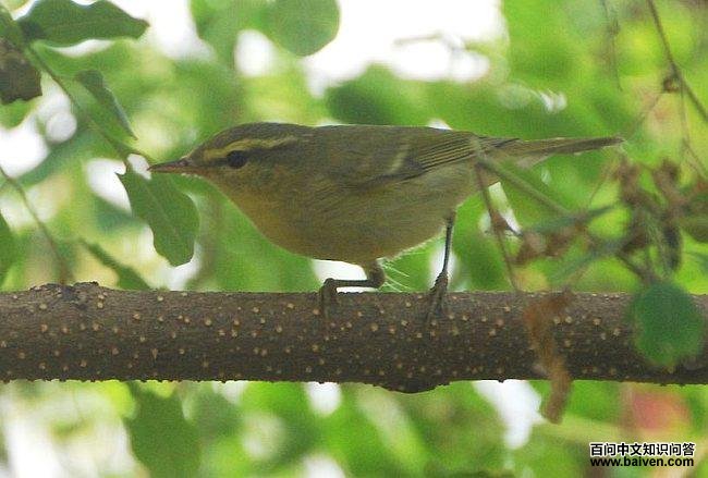 ������ݺ