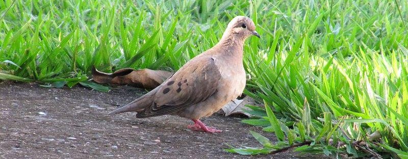 ���ص���ͼƬ