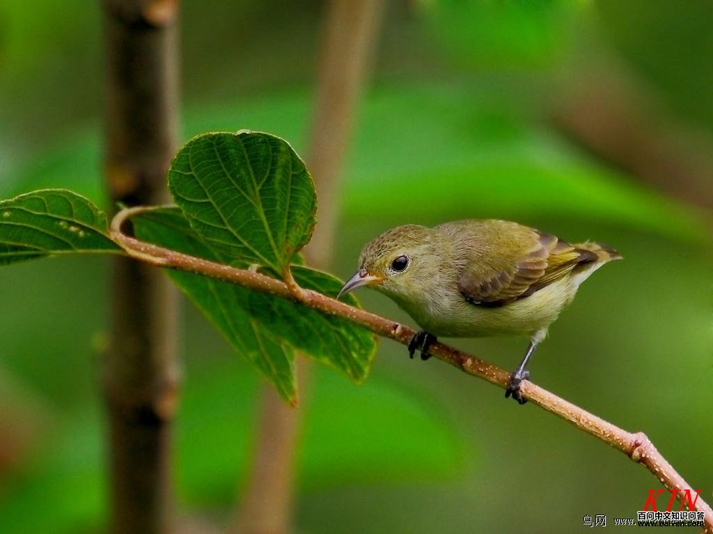 纯色啄花鸟 纯色啄花鸟的图片