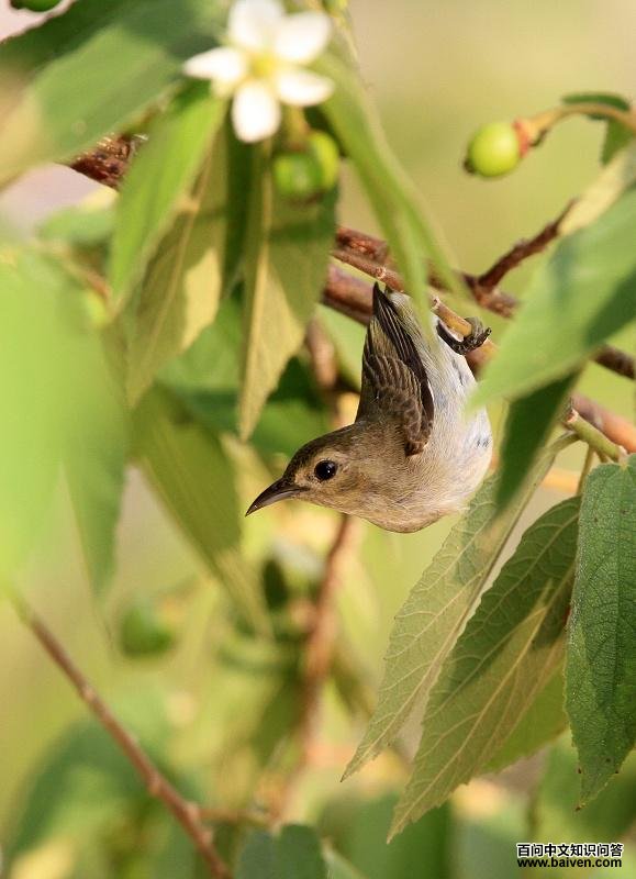 ��ɫ�Ļ��������Ϻ���Ӱ