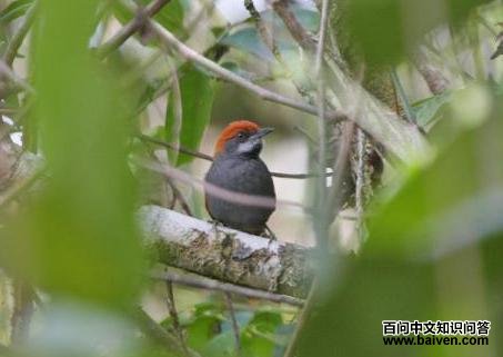 纯色针尾雀 纯色针尾雀的图片