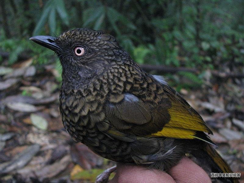 纯色噪鹛 纯色噪鹛的图片