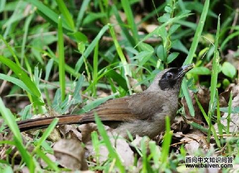 ��ɫ����