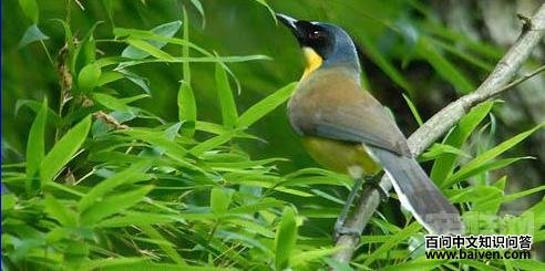 ��ɫ����