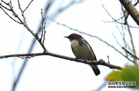 ��ɫ����