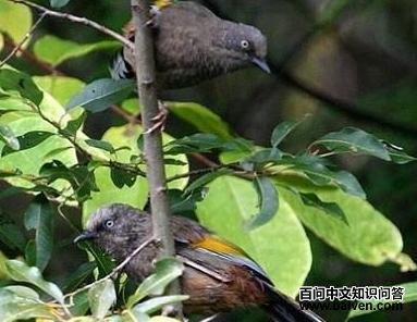 ��ɫ����