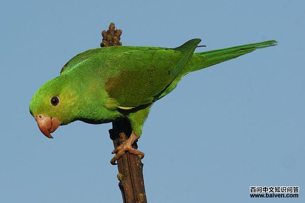 ��ɫ�и��ͼƬ